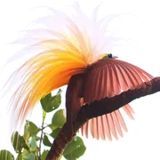 Großer Paradiesvogel