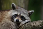 Raccoon.