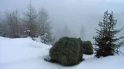 Im Sommer wird das Bergheu gemäht und zu einem Heustock, einer Drischte aufgetürmt. Bis zum ersten Schnee darrt das Heu hoch oben am Berg. Dann wird es kunstvoll verpackt und auf die Schlittenkufen ins Tal gezogen.