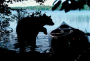 Schwarzbär am Boot
