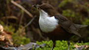 Wasseramsel