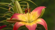 Lilienarche.