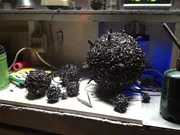 Burdocks in lab.