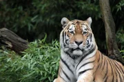 Sumatran tiger