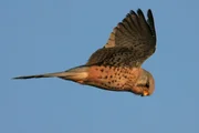 Turmfalke