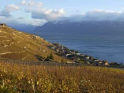 Am Nordufer des Genfer Sees liegen im Kanton Waadt die terrassierten Weinberge von Lavaux.