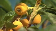 Eriobotrya japonica - Japanische Wollmispel.