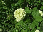Schneeball (Viburnum).