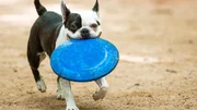A dog