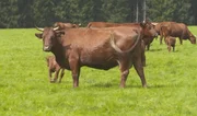 Kühe