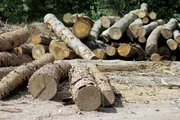 Der Bedarf an Holz wächst. Und damit ist unser Wald heute vor allem eines: Wirtschaftsfaktor. Es gilt, in kürzester Zeit möglichst viel Holz zu ernten und damit möglichst viel Geld zu verdienen.