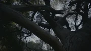 A spooky tree at dusk.