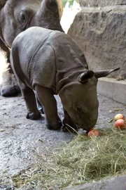 Endlich ist er da der Nachwuchs im Berliner Tierpark. Nach 477 Tagen Warten ist es endlich soweit, das Nashorn Thanos ist auf der Welt!