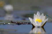 Der Lac de Grand-Lieu ist wie ein riesige Oase, die auf rund 650 Hektar mit Seerosen übersät ist. Man findet hier verschiedenste Arten wie die faszinierende Nymphaea alba, deren Blütenblätter sich strahlend weiß von der dunklen Wasseroberfläche abheben.