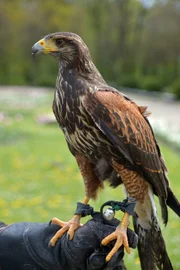 Tierpark Berlin: Wüstenbussard-Mädchen Haley trainiert für die Flugshow.