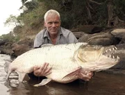 Der Riesentigerfisch