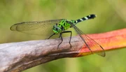 Eine Libelle der Gattung der ?Sympetrinae?
