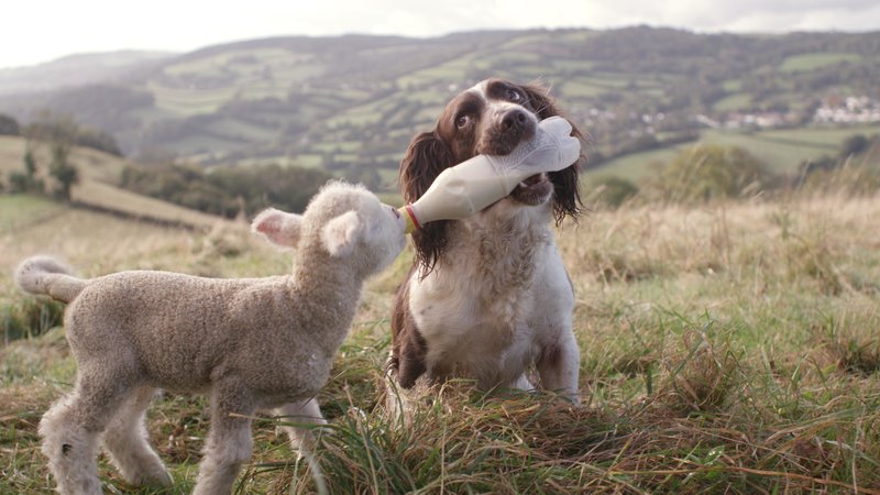 Die Geheime Welt Unserer Hunde