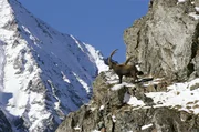 Steinbock