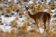 Im Windschatten der Anden liegt die trockene Seite Patagoniens, wer hier überleben will, muss besonders erfinderisch und robust sein ...