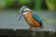 Eisvogel