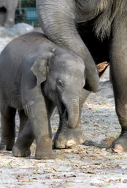 Viel Milchtrinken, Zunehmen und Wachsen ist das eine. Ebenso wichtig das Spielen. Zum Glück gibt es genügend Tanten und eine Schwester für das acht Tage alte asiatische Elefantenkind Koraya im Zoo.