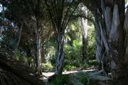 kokospalme, wald, st lucia, feuchtgebiete, südafrika, kwazulu natal ,