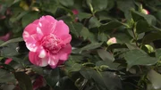 Camellia - Kamelie 'Elegance'.