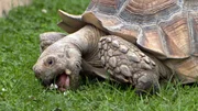 Schildkröten leben seit Millionen von Jahren auf der Erde.