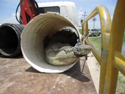 Ein Krokodil wird transportiert, um es in der Wildnis auszusetzen.