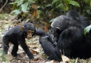 Die Schimpansen an Tanganjika See sind durch Jane Goodall berühmt geworden. Was kaum jemand weiß: Seit über 40 Jahren erforschen japanische Wissenschaftler die Menschenaffen im Mahale Nationalpark am Ostufer des Sees.