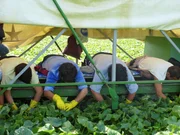 Bäuchlings pflücken Erntehelfer die berühmten Spreewaldgurken.