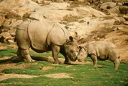 Rhinoceros.