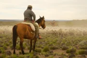 Dies ist das Land der Gauchos. Die Patagonische Steppe beherbergt über 8 Millionen Schafe. Jedes Jahr werden sie zusammengetreiben, um ihre Wolle zu scheren.