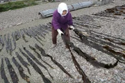 Jeder einzelne Strang muss ausgelegt werden und trocknet in der Sonne.