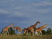 Giraffen leben auch im Schutzgebiet.