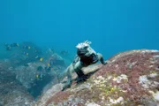 Es gibt Tiere, die sich keinem Lebensraum eindeutig zuordnen lassen und Vorfahren haben, die einst Landtiere waren. Doch nun verbringen sie ihre Lebenszeit - vollständig oder zum großen Teil - im Wasser.