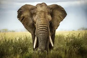 Afrikanischer Elefant