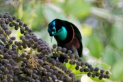 Männlicher Prinzessin-Stephanie-Paradiesvogel: Die Vogelart kommt ausschließlich im Osten von Neuguinea vor.