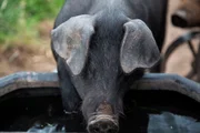 Large Black Piglet Drinking Water, Forest Coal Pit, Breacon Beacons, Wales