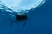 CAPE TOWN, SOUTH AFRICA: The sailfish's sickle-shaped tail powers the fish forward while the pelvic fins work like rudders to steer and maintain stability.(Photo credit: © National Geographic Channels)