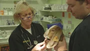 Dr. Dee examines Esther's ear so that she can be cleared for the petting zoo.