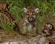 Puma-Junge