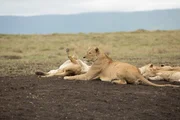 Lions in the dirt in Tanzania.