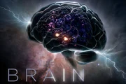 Key Visual der Sendung "The Brain - Das Menschliche Gehirn".