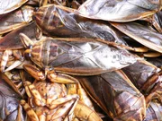Die großen Wasserkäfer werden zum Kochen lebend ins Wasser geworfen.