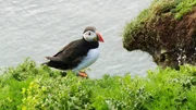 Papageientaucher