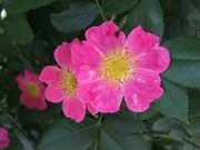 Eine Wildrose.