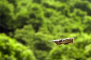 Flughörnchen sind nachtaktive Tiere mit außergewöhnlich gutem Sehvermögen.