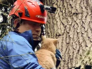 Tom Otto comforts a recently rescued feline, Willie, in a tree.